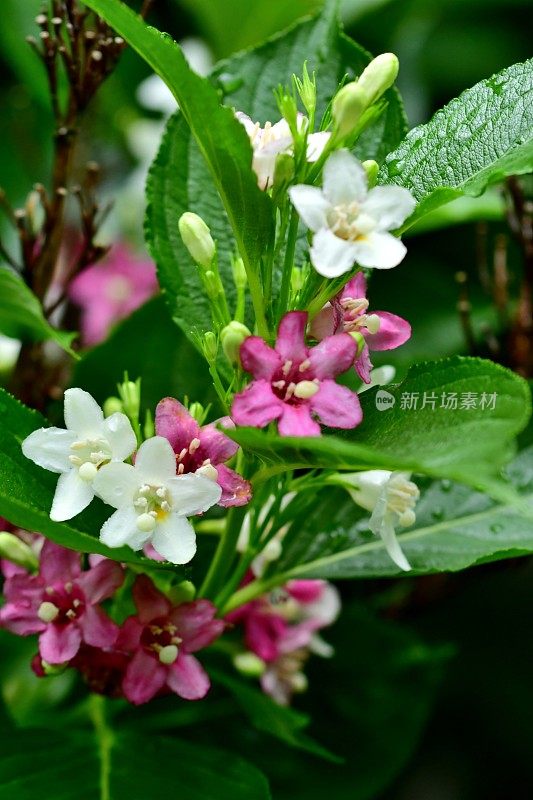 Weigela coraeensis花